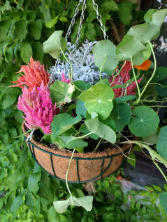 Hanging Basket inkl. Kokoseinsatz 30cm
